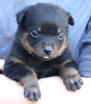 Breeding Working Rottweilers in Australia