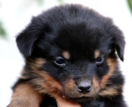 Breeding Working Rottweilers in Australia