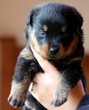 Breeding Working Rottweilers in Australia