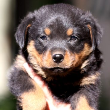 Breeding Working Rottweilers in Australia