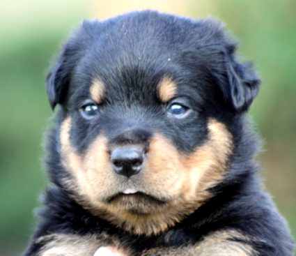 Breeding Working Rottweilers in Australia