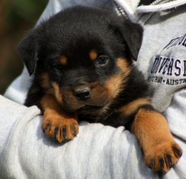 Breeding Working Rottweilers in Australia