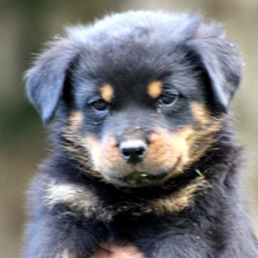 Breeding Working Rottweilers in Australia