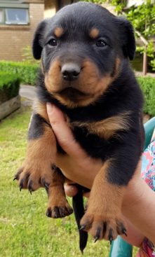 Breeding Working Rottweilers in Australia