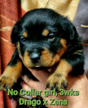 Breeding Working Rottweilers in Australia