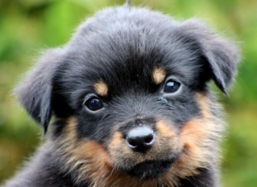 Breeding Working Rottweilers in Australia