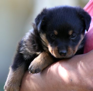 Breeding Working Rottweilers in Australia