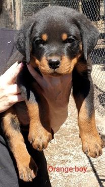 Breeding Working Rottweilers in Australia