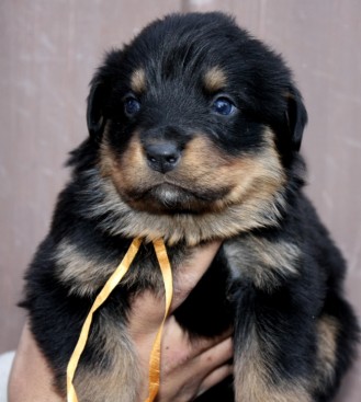 Breeding Working Rottweilers in Australia