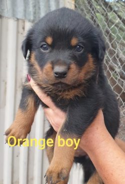 Breeding Working Rottweilers in Australia