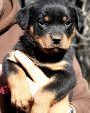 Breeding Working Rottweilers in Australia