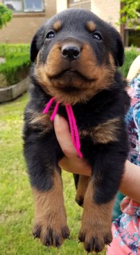 Breeding Working Rottweilers in Australia