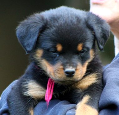 Breeding Working Rottweilers in Australia