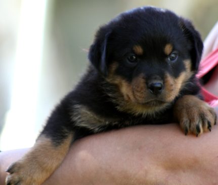 Breeding Working Rottweilers in Australia