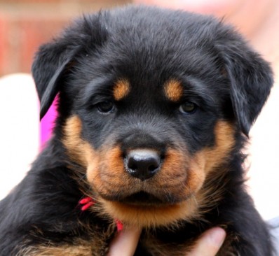 Breeding Working Rottweilers in Australia