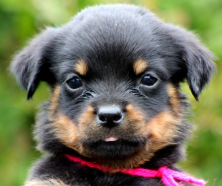 Breeding Working Rottweilers in Australia