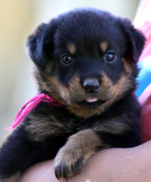 Breeding Working Rottweilers in Australia