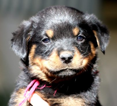 Breeding Working Rottweilers in Australia
