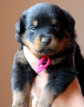 Breeding Working Rottweilers in Australia