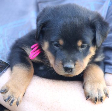Breeding Working Rottweilers in Australia