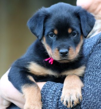 Breeding Working Rottweilers in Australia