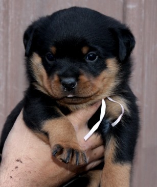Breeding Working Rottweilers in Australia