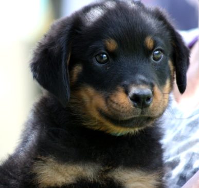 Breeding Working Rottweilers in Australia