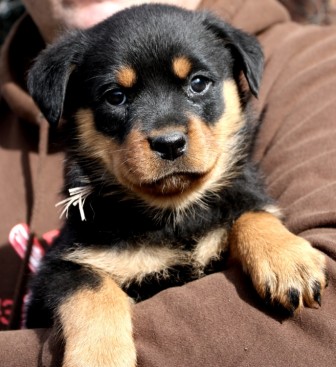 Breeding Working Rottweilers in Australia