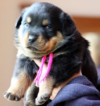 Breeding Working Rottweilers in Australia