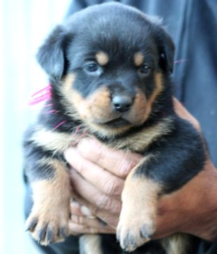 Breeding Working Rottweilers in Australia