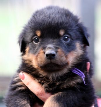 Breeding Working Rottweilers in Australia