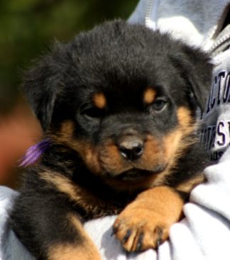 Breeding Working Rottweilers in Australia