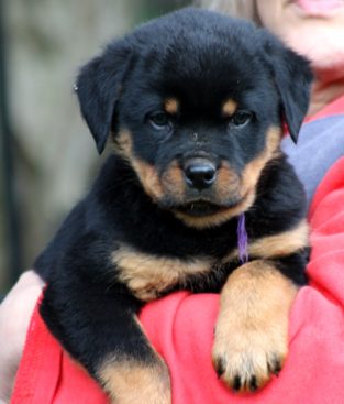 Breeding Working Rottweilers in Australia