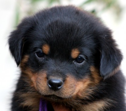 Breeding Working Rottweilers in Australia