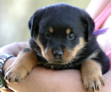 Breeding Working Rottweilers in Australia