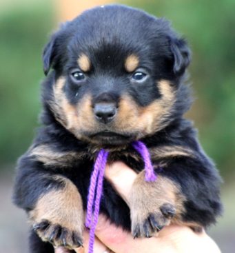 Breeding Working Rottweilers in Australia