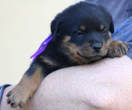 Breeding Working Rottweilers in Australia