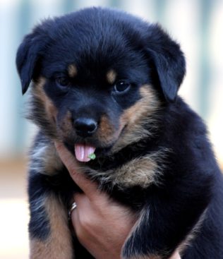 Breeding Working Rottweilers in Australia