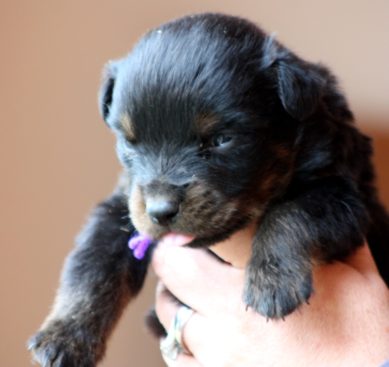 Breeding Working Rottweilers in Australia