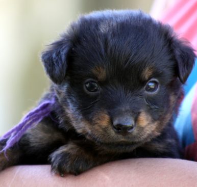 Breeding Working Rottweilers in Australia