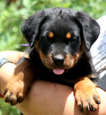 Breeding Working Rottweilers in Australia