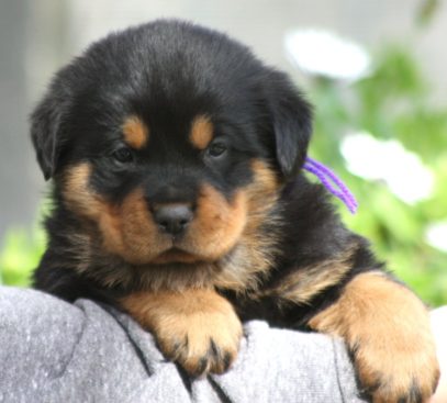 Breeding Working Rottweilers in Australia