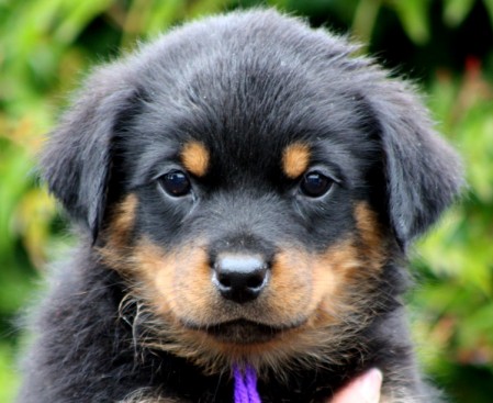 Breeding Working Rottweilers in Australia