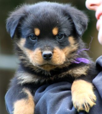 Breeding Working Rottweilers in Australia
