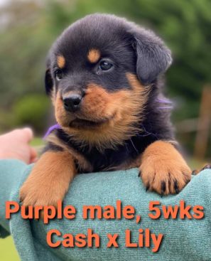 Breeding Working Rottweilers in Australia