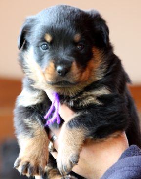 Breeding Working Rottweilers in Australia