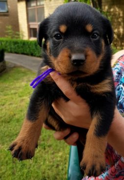 Breeding Working Rottweilers in Australia