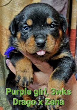 Breeding Working Rottweilers in Australia