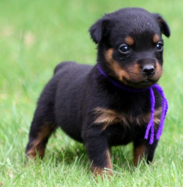 Breeding Working Rottweilers in Australia