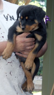 Breeding Working Rottweilers in Australia